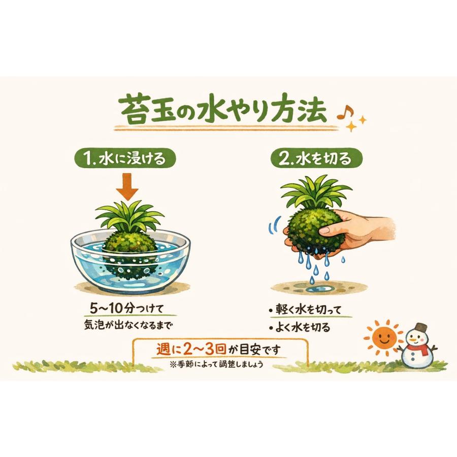 おしゃれ　観葉植物　苔玉　アスプレニウム・アカキ　ハンギング　インテリア　壁掛け |  | 05