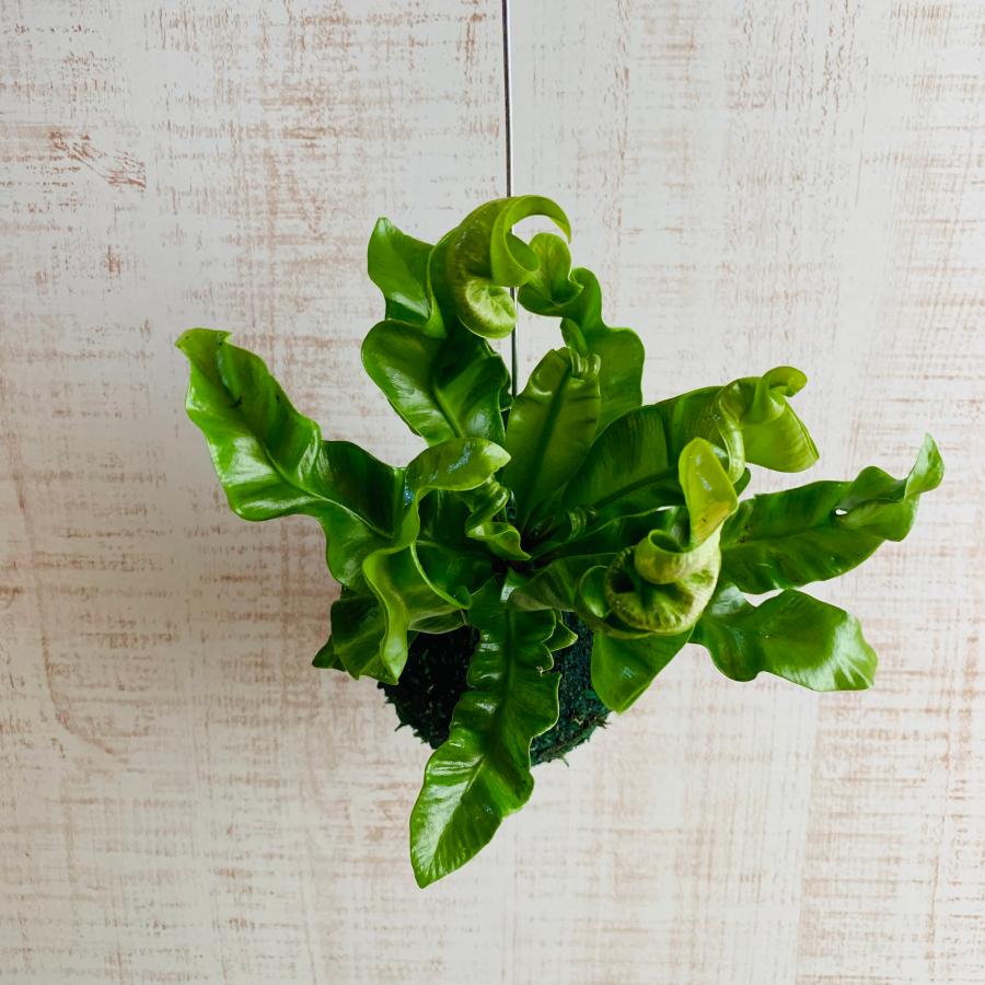 おしゃれ　観葉植物　苔玉　アスプレニウム・アカキ　ハンギング　インテリア　壁掛け |  | 02