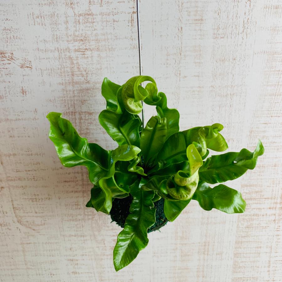おしゃれ　観葉植物　苔玉　アスプレニウム・アカキ　ハンギング　インテリア　壁掛け |  | 03