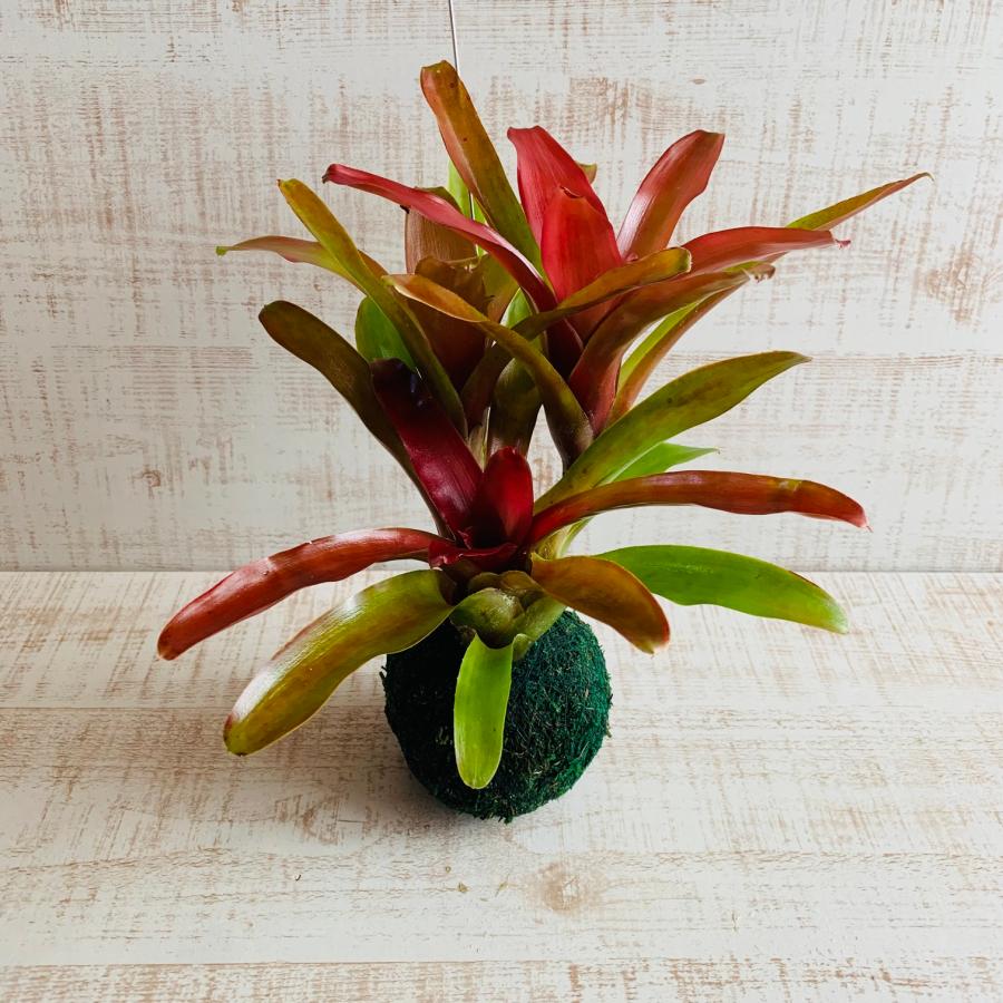 おしゃれ　観葉植物　苔玉　ネオレゲリア・リオオブリオ　ハンギング　インテリア　壁掛け |  | 02