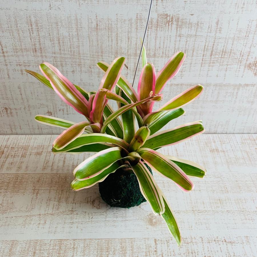 おしゃれ　観葉植物　苔玉　ネオレゲリア・ファイヤーボール　ハンギング　インテリア　壁掛け |  | 01