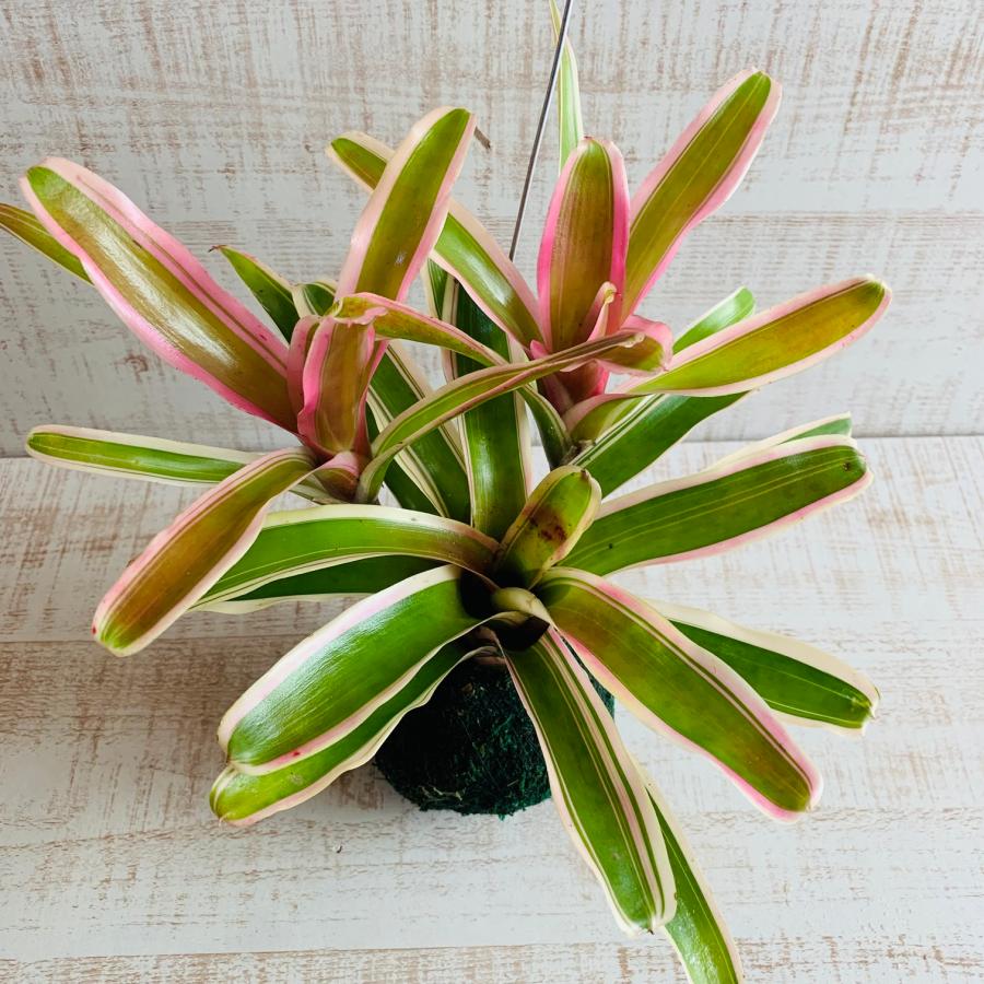 おしゃれ　観葉植物　苔玉　ネオレゲリア・ファイヤーボール　ハンギング　インテリア　壁掛け |  | 02