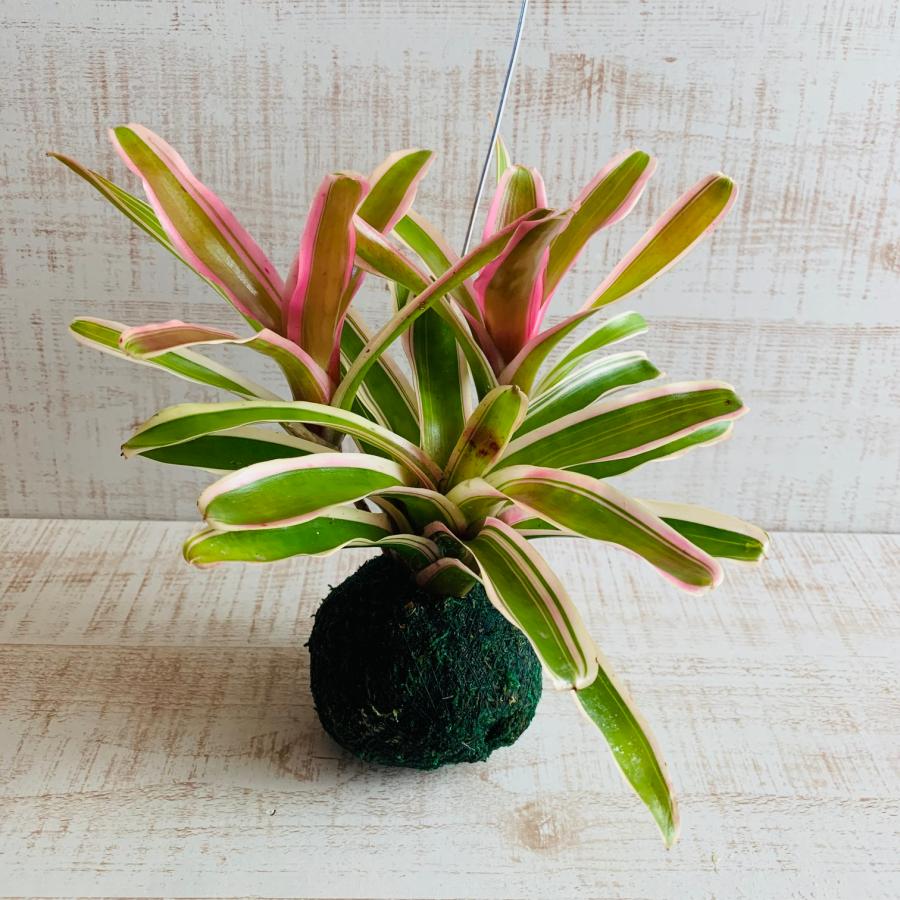 おしゃれ　観葉植物　苔玉　ネオレゲリア・ファイヤーボール　ハンギング　インテリア　壁掛け |  | 03