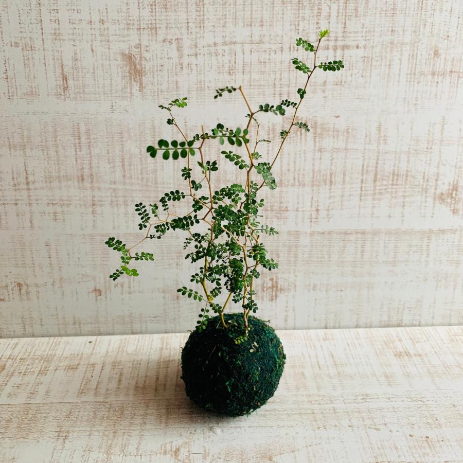 観葉植物　おしゃれ　メルヘンの木　小さい盆栽　受け皿付き　インテリア　観葉植物 |  | 01