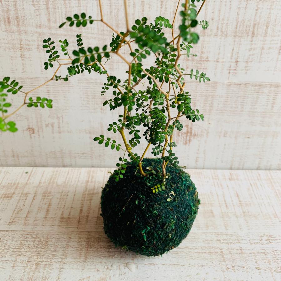 観葉植物　おしゃれ　メルヘンの木　小さい盆栽　受け皿付き　インテリア　観葉植物 |  | 04