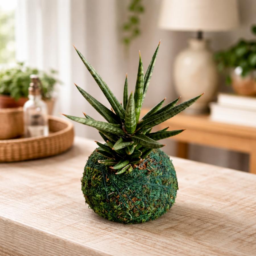 観葉植物　おしゃれ　サンスベリア　フランシシー　小さい盆栽　受け皿付き　インテリア　観葉植物 | 