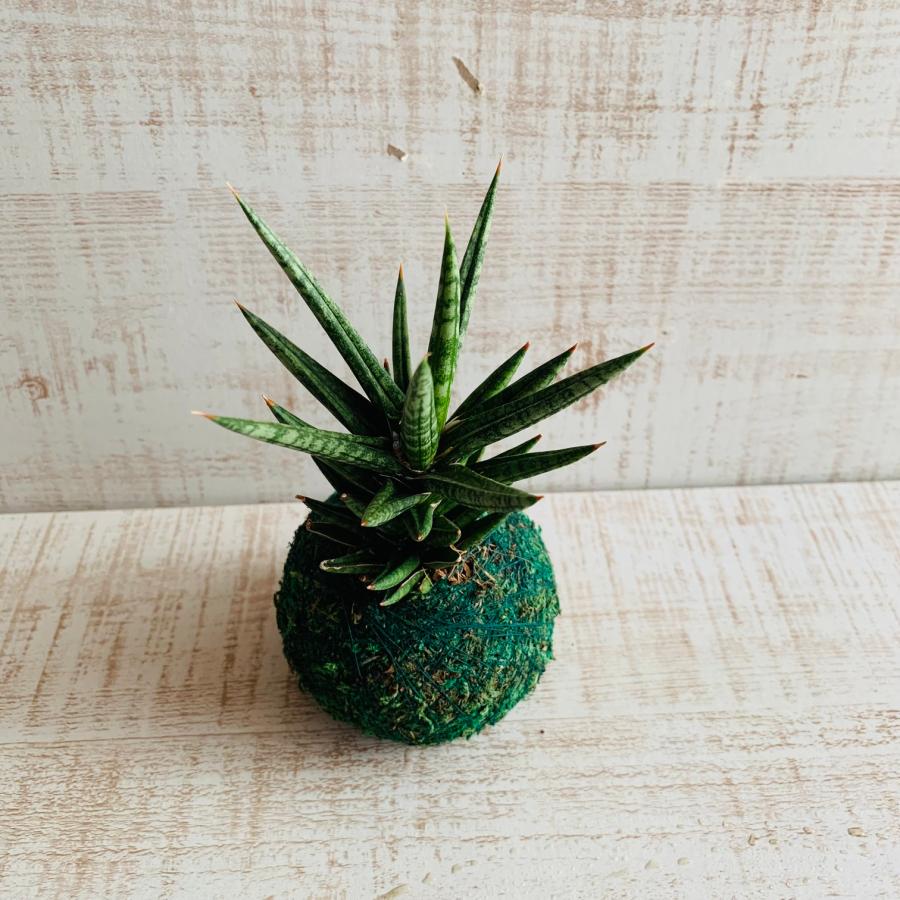 観葉植物　おしゃれ　サンスベリア　フランシシー　小さい盆栽　受け皿付き　インテリア　観葉植物 |  | 01