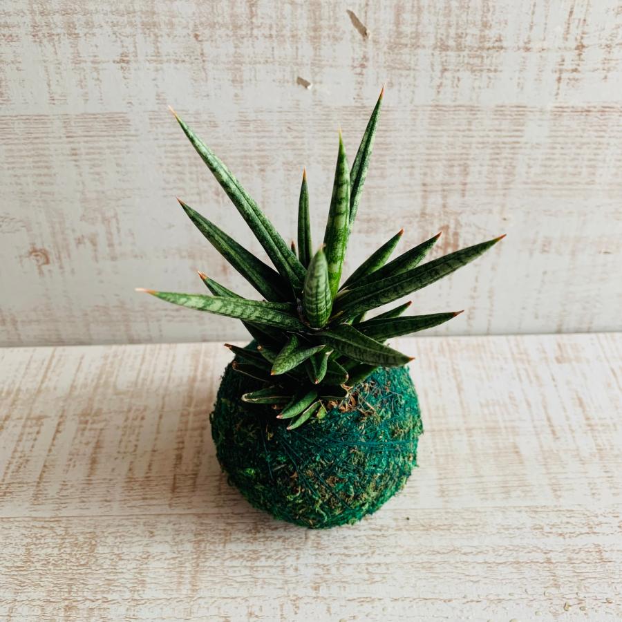 観葉植物　おしゃれ　サンスベリア　フランシシー　小さい盆栽　受け皿付き　インテリア　観葉植物 |  | 02