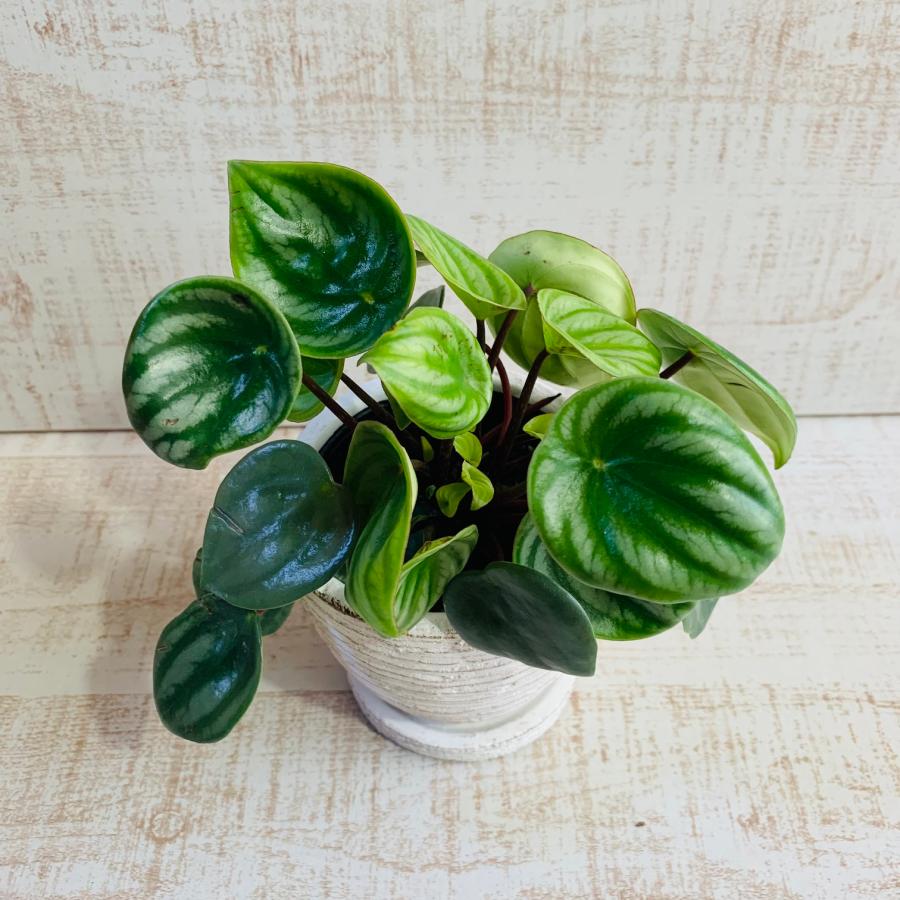 ペペロミア　アルギレイア　スイカペペ　3号　白陶器鉢　受け皿付き　インテリア　おしゃれ　観葉植物　引っ越し　植木鉢 |  | 01