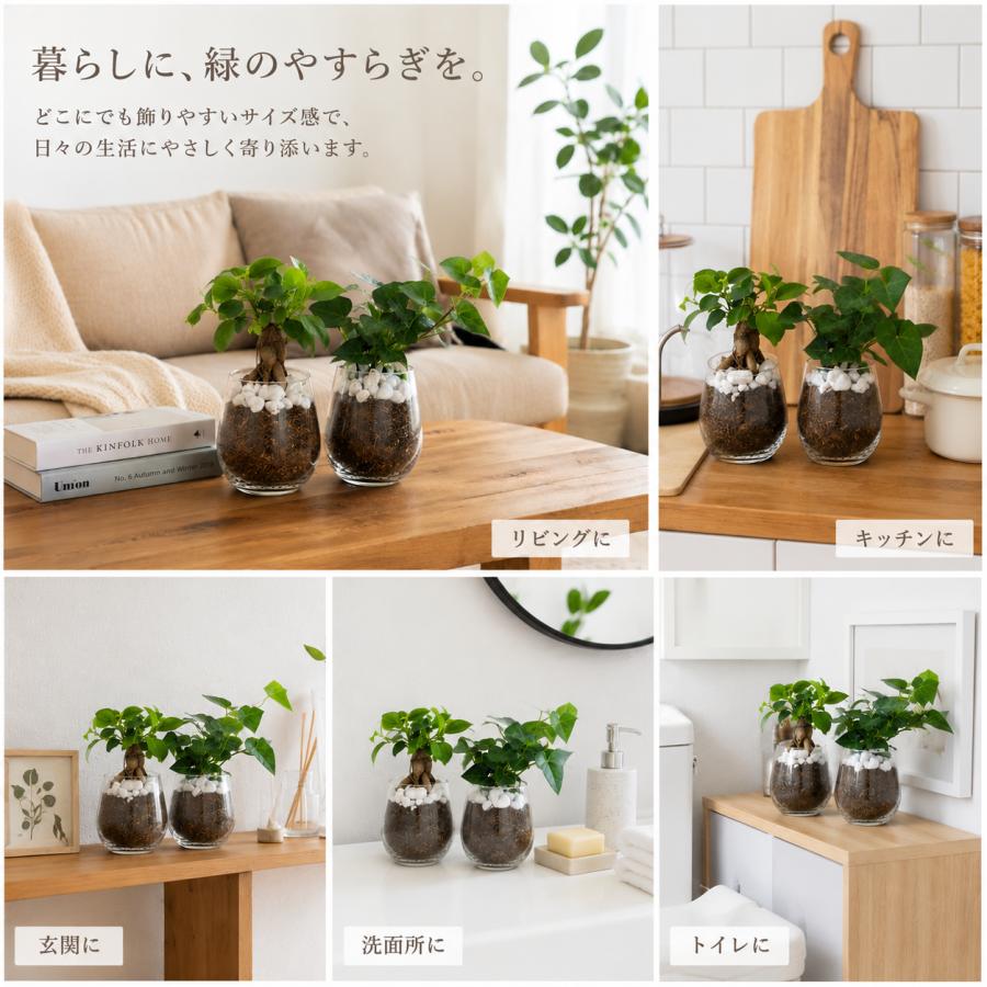 オプションから選べる　土を使わない観葉植物　ベラボン植え　単品　ラウンドグラス　観葉植物　インテリア　室内　ギフト |  | 09