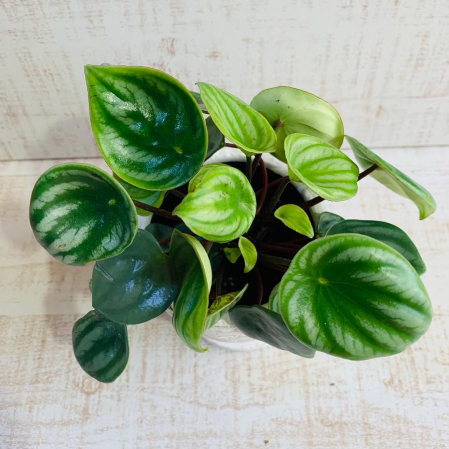 ペペロミア　アルギレイア　スイカペペ　3号　白陶器鉢　受け皿付き　インテリア　おしゃれ　観葉植物　引っ越し　植木鉢 |  | 02