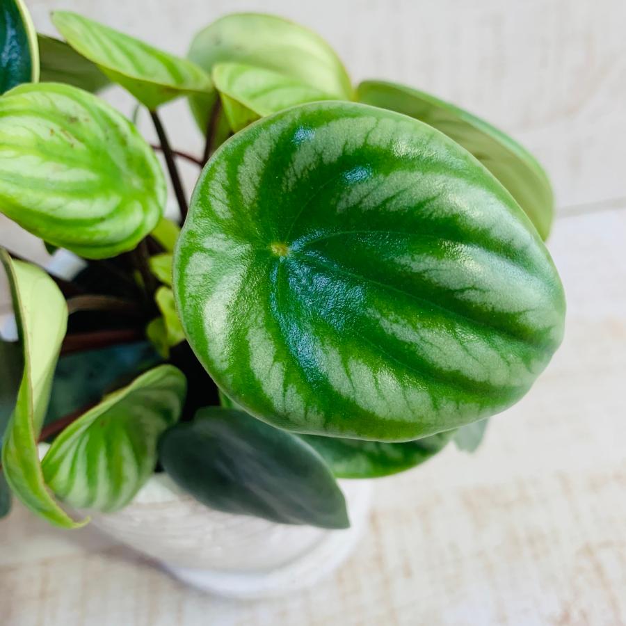 ペペロミア　アルギレイア　スイカペペ　3号　白陶器鉢　受け皿付き　インテリア　おしゃれ　観葉植物　引っ越し　植木鉢 |  | 03