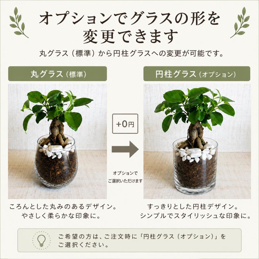 オプションから選べる　土を使わない観葉植物　ベラボン植え　単品　ラウンドグラス　観葉植物　インテリア　室内　ギフト |  | 14
