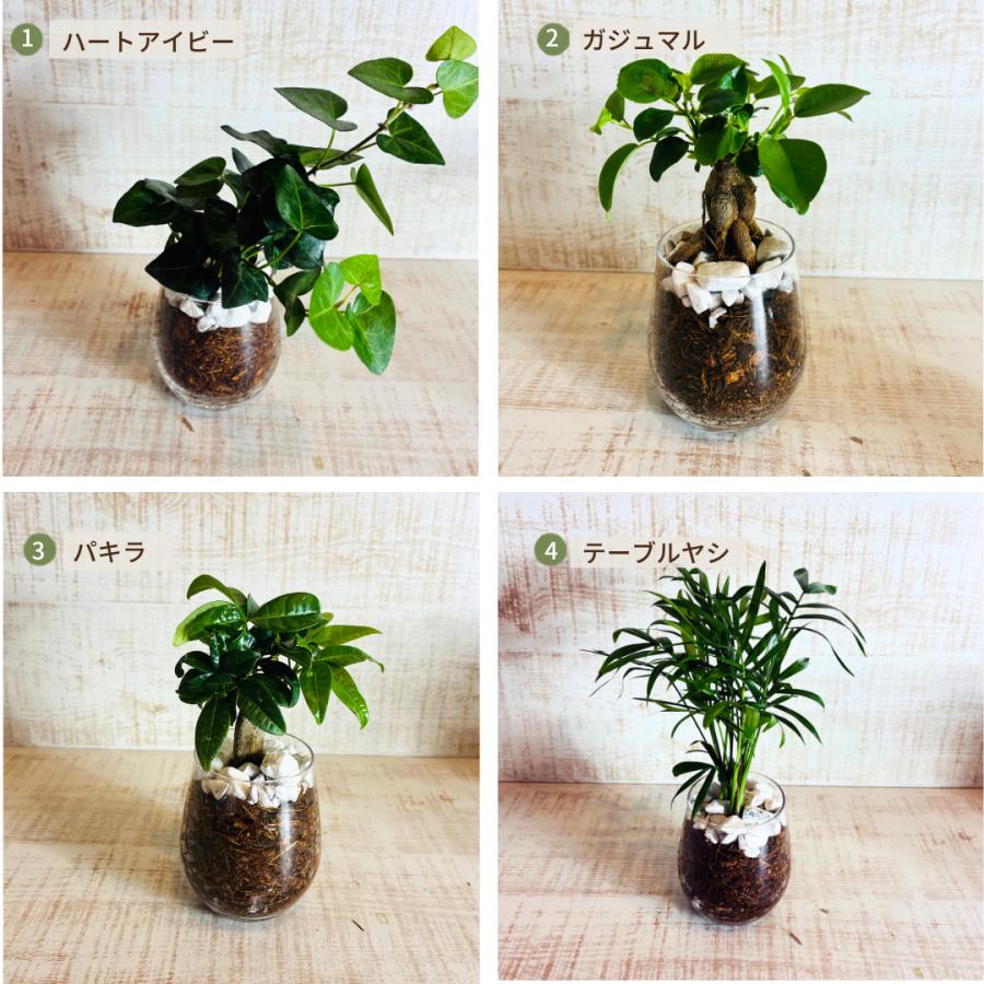 オプションから選べる　土を使わない観葉植物　ベラボン植え　単品　ラウンドグラス　観葉植物　インテリア　室内　ギフト |  | 11