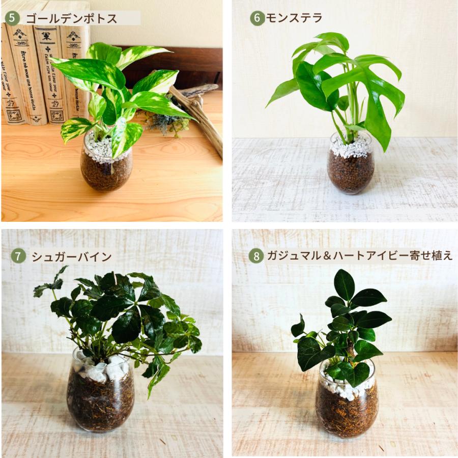 オプションから選べる　土を使わない観葉植物　ベラボン植え　単品　ラウンドグラス　観葉植物　インテリア　室内　ギフト |  | 12