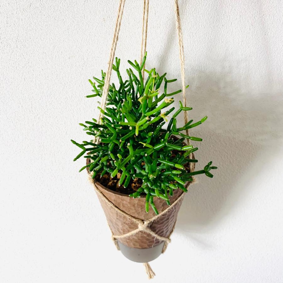 おしゃれ　観葉植物　吊り下げ　リプサリス 　ハティオラ　バンブソイデス  ハンキングアロマ鉢　4号　受け皿キャップ付き　インテリア　多肉植物　引っ越し　 |  | 01