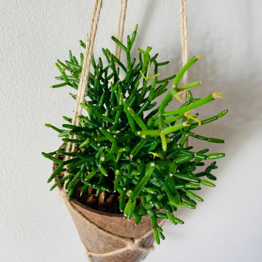 おしゃれ　観葉植物　吊り下げ　リプサリス 　ハティオラ　バンブソイデス  ハンキングアロマ鉢　4号　受け皿キャップ付き　インテリア　多肉植物　引っ越し　 |  | 02