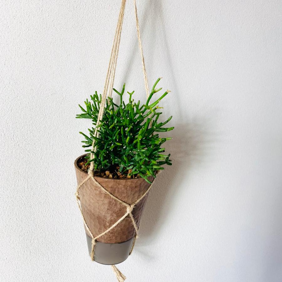 おしゃれ　観葉植物　吊り下げ　リプサリス 　ハティオラ　バンブソイデス  ハンキングアロマ鉢　4号　受け皿キャップ付き　インテリア　多肉植物　引っ越し　 |  | 03