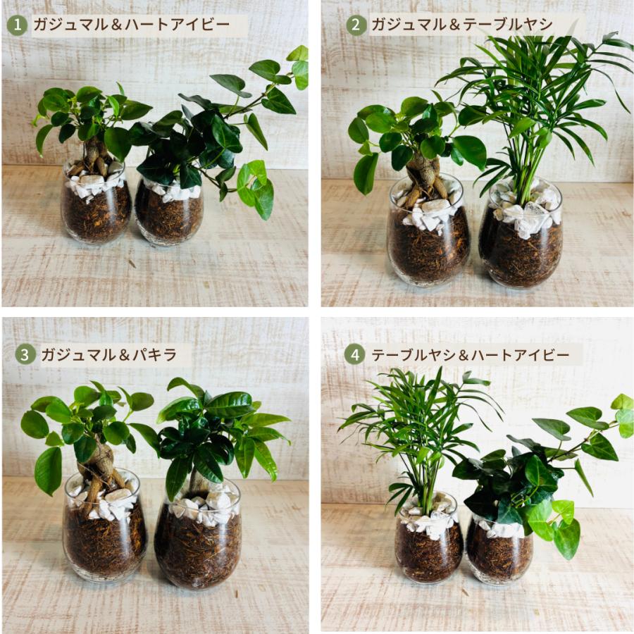 オプションから選べるセット　土を使わない観葉植物　ベラボン植え　ラウンドグラス　観葉植物　インテリア　室内　ギフト |  | 09
