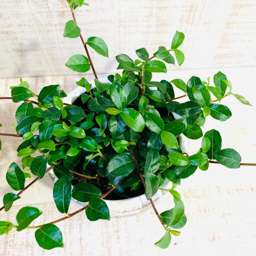 つる性ガジュマル　3号　白陶器鉢　受け皿付き　インテリア　おしゃれ　観葉植物　引っ越し　植木鉢 |  | 02