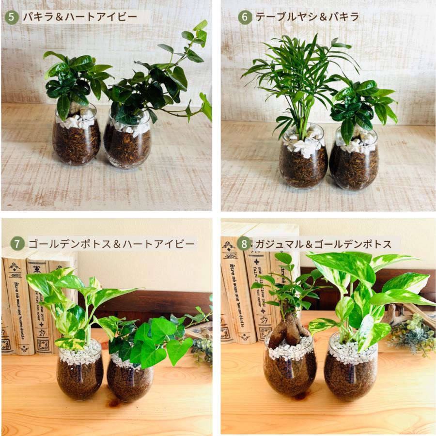 オプションから選べるセット　土を使わない観葉植物　ベラボン植え　ラウンドグラス　観葉植物　インテリア　室内　ギフト |  | 10