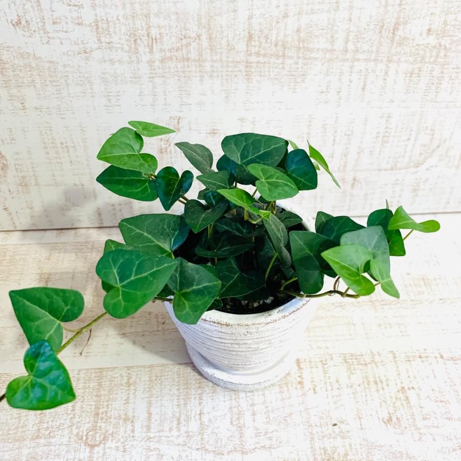 ハートアイビー　ヘデラ・サーク　3号　白陶器鉢　受け皿付き　インテリア　おしゃれ　観葉植物　引っ越し　植木鉢 |  | 01