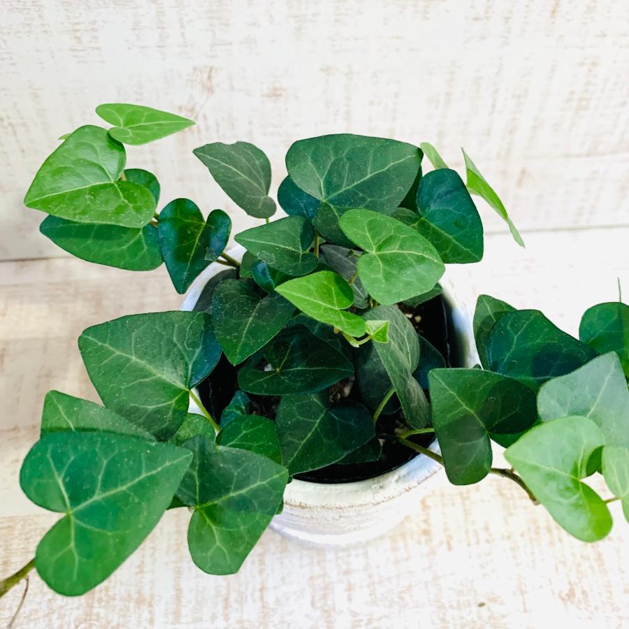ハートアイビー　ヘデラ・サーク　3号　白陶器鉢　受け皿付き　インテリア　おしゃれ　観葉植物　引っ越し　植木鉢 |  | 02