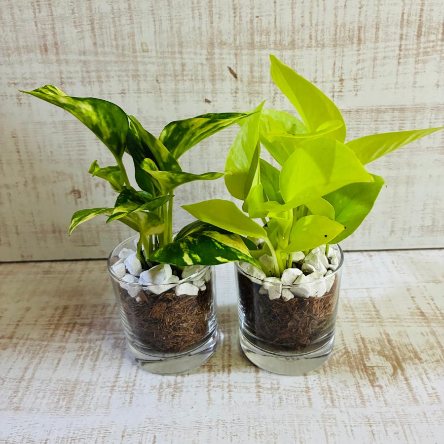 ポトス2種セット　ゴールデン　ライム　ベラボン植え　ロックグラス　観葉植物　インテリア |  | 02