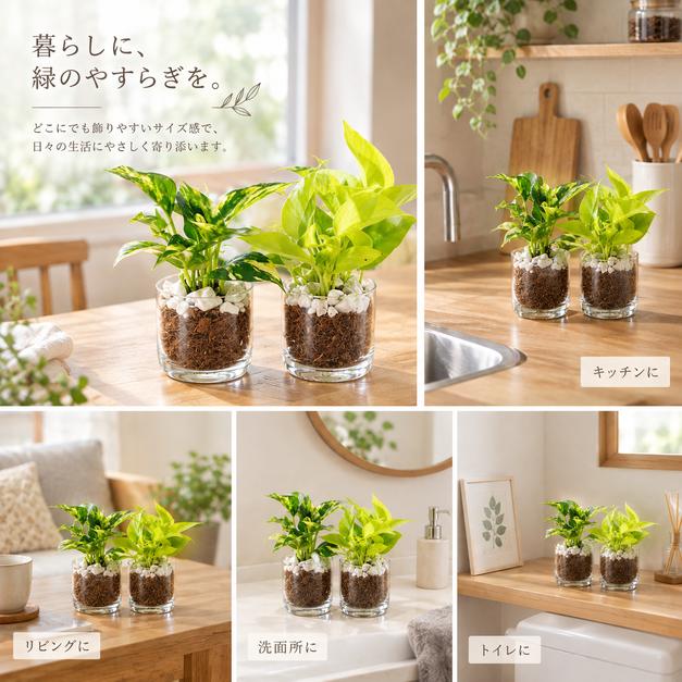 ポトス2種セット　ゴールデン　ライム　ベラボン植え　ロックグラス　観葉植物　インテリア |  | 01