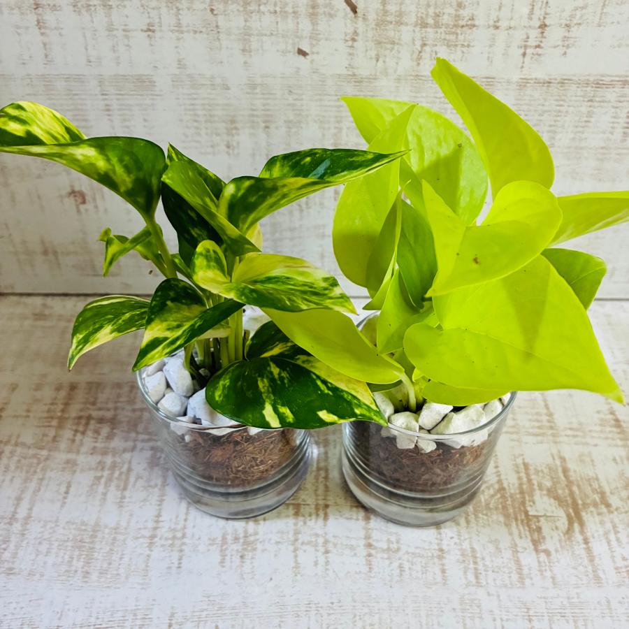 ポトス2種セット　ゴールデン　ライム　ベラボン植え　ロックグラス　観葉植物　インテリア |  | 03