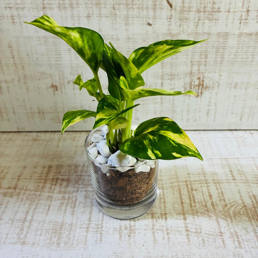 ポトス2種セット　ゴールデン　ライム　ベラボン植え　ロックグラス　観葉植物　インテリア |  | 04