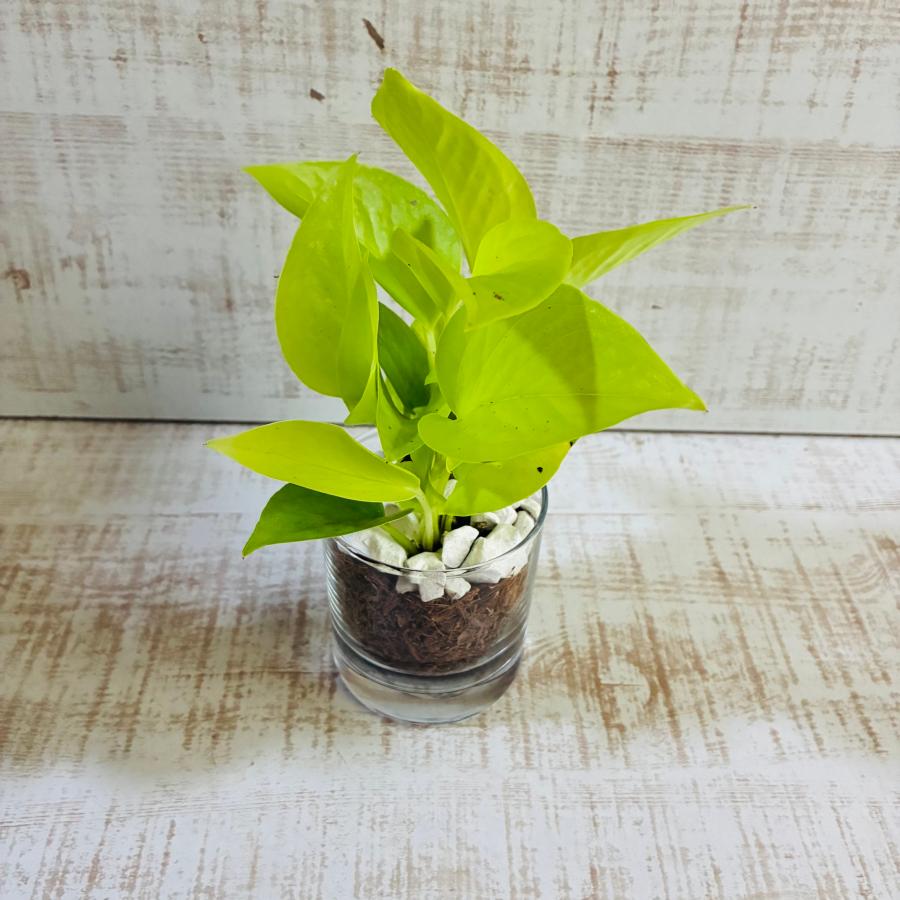 ポトス2種セット　ゴールデン　ライム　ベラボン植え　ロックグラス　観葉植物　インテリア |  | 05