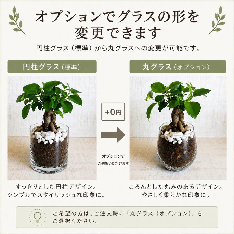 ポトス2種セット　ゴールデン　ライム　ベラボン植え　ロックグラス　観葉植物　インテリア |  | 07