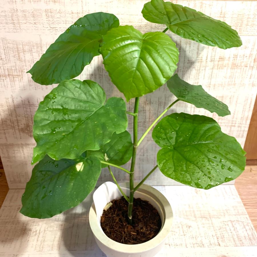 幸せになる樹  フィカス・ウンベラータ　オーランポット　管理が簡単　ベラボン植え　インテリア　観葉植物 |  | 01