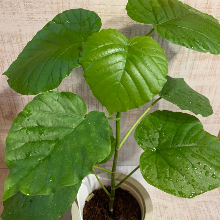 幸せになる樹  フィカス・ウンベラータ　オーランポット　管理が簡単　ベラボン植え　インテリア　観葉植物 |  | 02