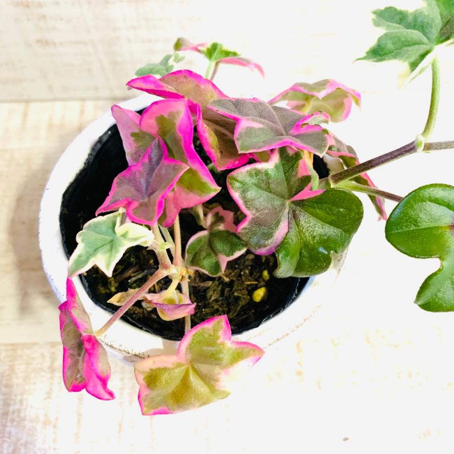 アイビー・ゼラニュームエレガンス　3号　白陶器鉢　受け皿付き　インテリア　おしゃれ　観葉植物　引っ越し　植木鉢 |  | 01