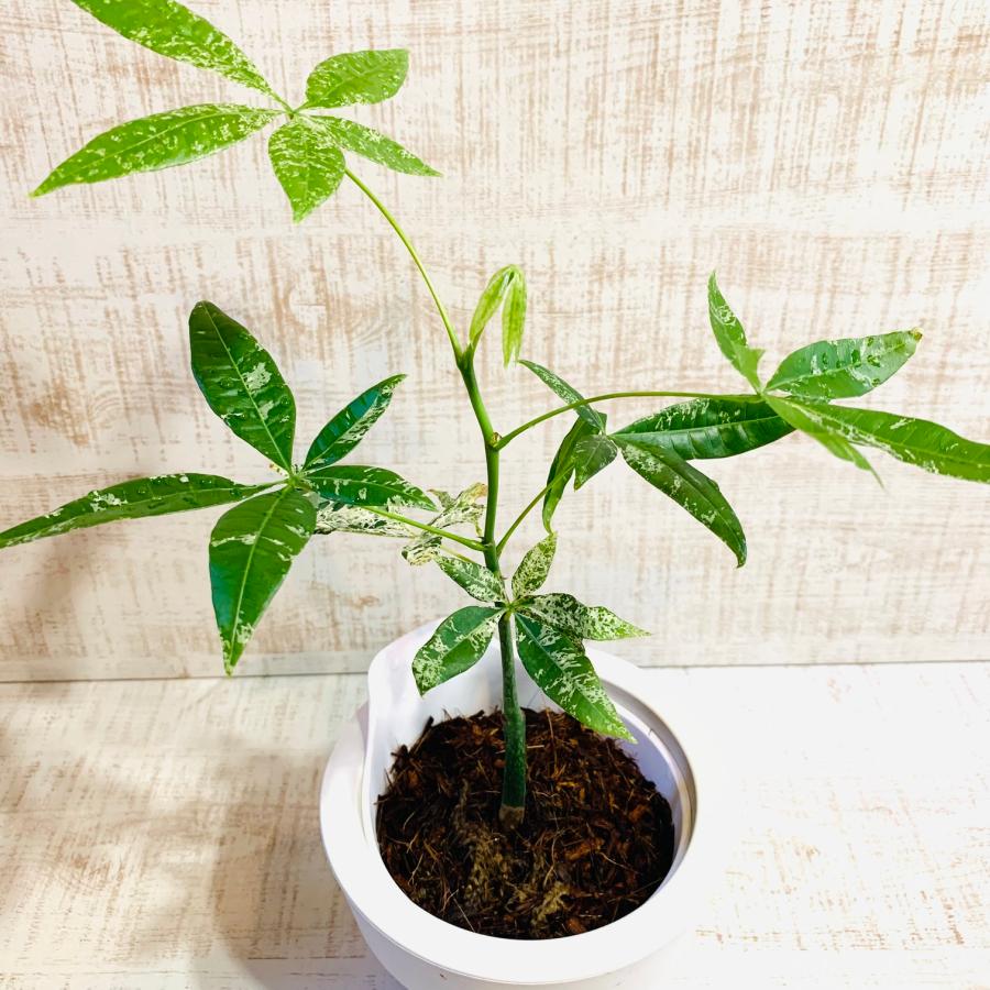 希少 パキラ　ミルキーウェイ　土を使わない　オーランポット　管理簡単　 ベラボン植え　インテリア　観葉植物 |  | 01