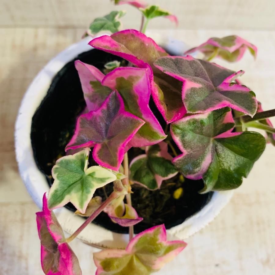 アイビー・ゼラニュームエレガンス　3号　白陶器鉢　受け皿付き　インテリア　おしゃれ　観葉植物　引っ越し　植木鉢 |  | 02