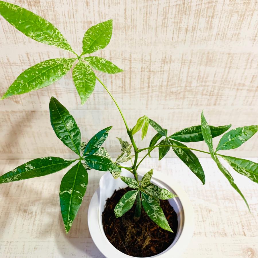 希少 パキラ　ミルキーウェイ　土を使わない　オーランポット　管理簡単　 ベラボン植え　インテリア　観葉植物 |  | 02