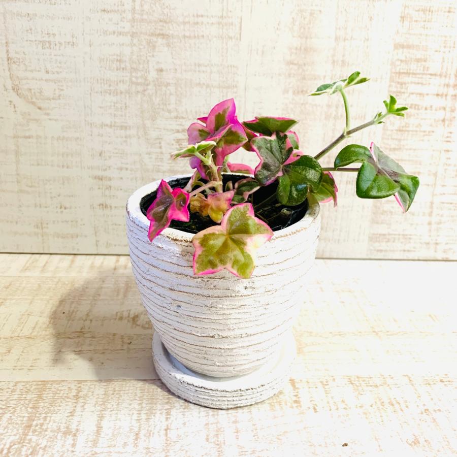 アイビー・ゼラニュームエレガンス　3号　白陶器鉢　受け皿付き　インテリア　おしゃれ　観葉植物　引っ越し　植木鉢 |  | 03