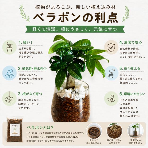 希少 パキラ　ミルキーウェイ　土を使わない　オーランポット　管理簡単　 ベラボン植え　インテリア　観葉植物 |  | 04