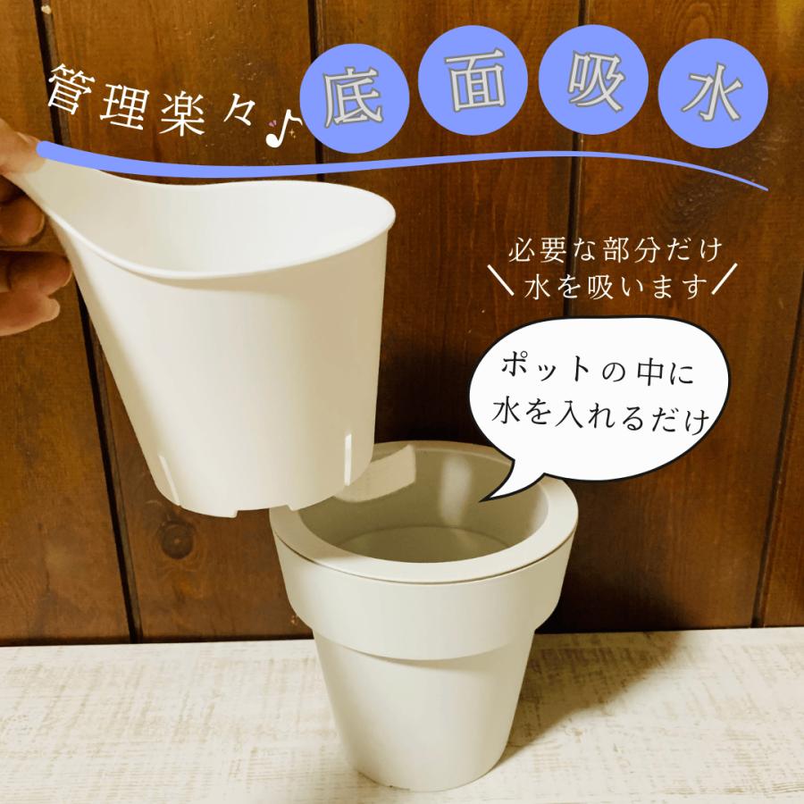希少 パキラ　ミルキーウェイ　土を使わない　オーランポット　管理簡単　 ベラボン植え　インテリア　観葉植物 |  | 05