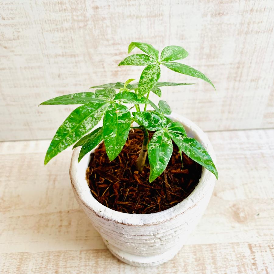 希少　パキラ　ミルキーウェイ　　3号　白陶器鉢　受け皿付き　インテリア　おしゃれ　観葉植物　引っ越し　植木鉢 |  | 01