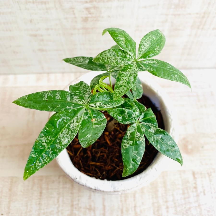 希少　パキラ　ミルキーウェイ　　3号　白陶器鉢　受け皿付き　インテリア　おしゃれ　観葉植物　引っ越し　植木鉢 |  | 02