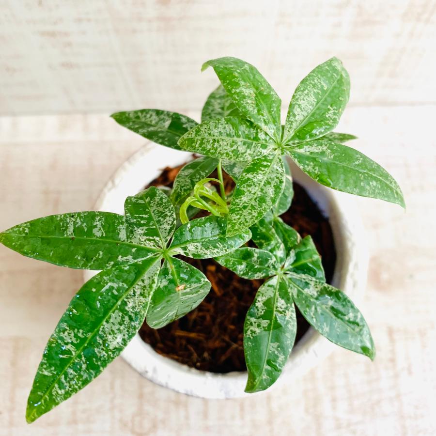 希少　パキラ　ミルキーウェイ　　3号　白陶器鉢　受け皿付き　インテリア　おしゃれ　観葉植物　引っ越し　植木鉢 |  | 03