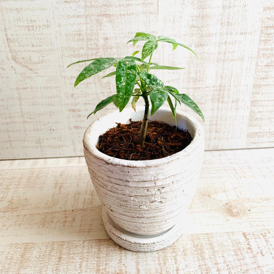 希少　パキラ　ミルキーウェイ　　3号　白陶器鉢　受け皿付き　インテリア　おしゃれ　観葉植物　引っ越し　植木鉢 |  | 04