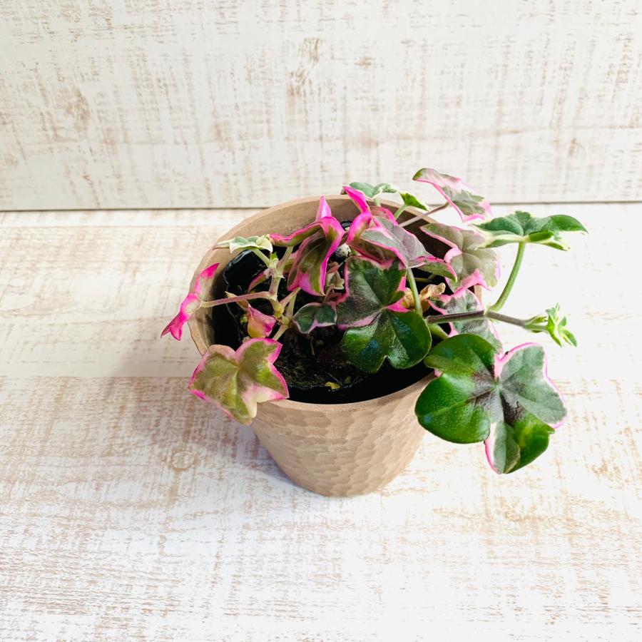 観葉植物　おしゃれ  アイビー・ゼラニュームエレガンス 　木の香りがする鉢　4号　引っ越し　インテリア　幸運 |  | 01