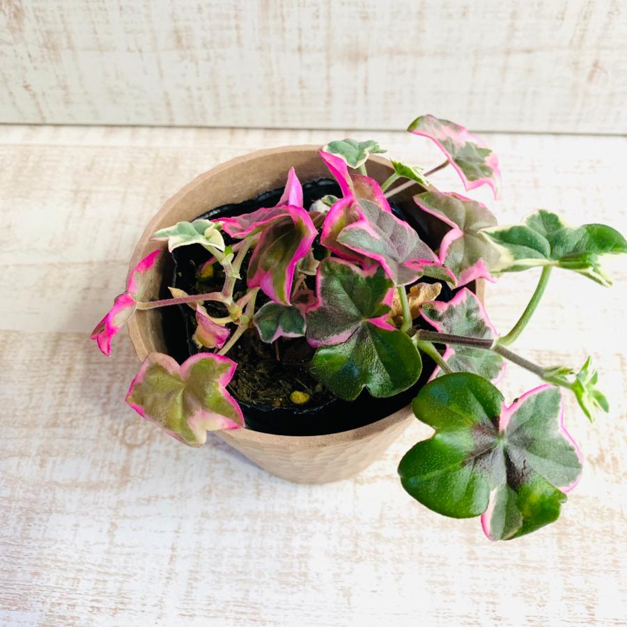 観葉植物　おしゃれ  アイビー・ゼラニュームエレガンス 　木の香りがする鉢　4号　引っ越し　インテリア　幸運 |  | 02