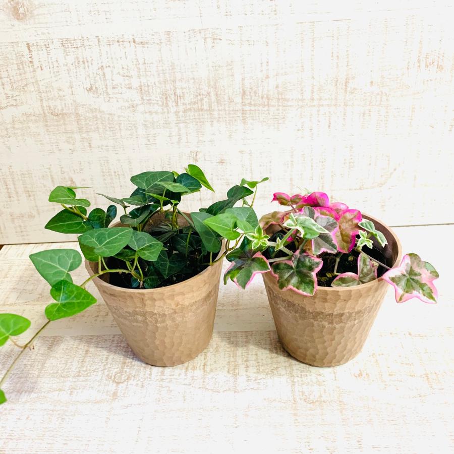 観葉植物　おしゃれ  アイビー・ゼラニュームエレガンス 　ハートアイビー　木の香りがする鉢　4号　引っ越し　インテリア　幸運 | 