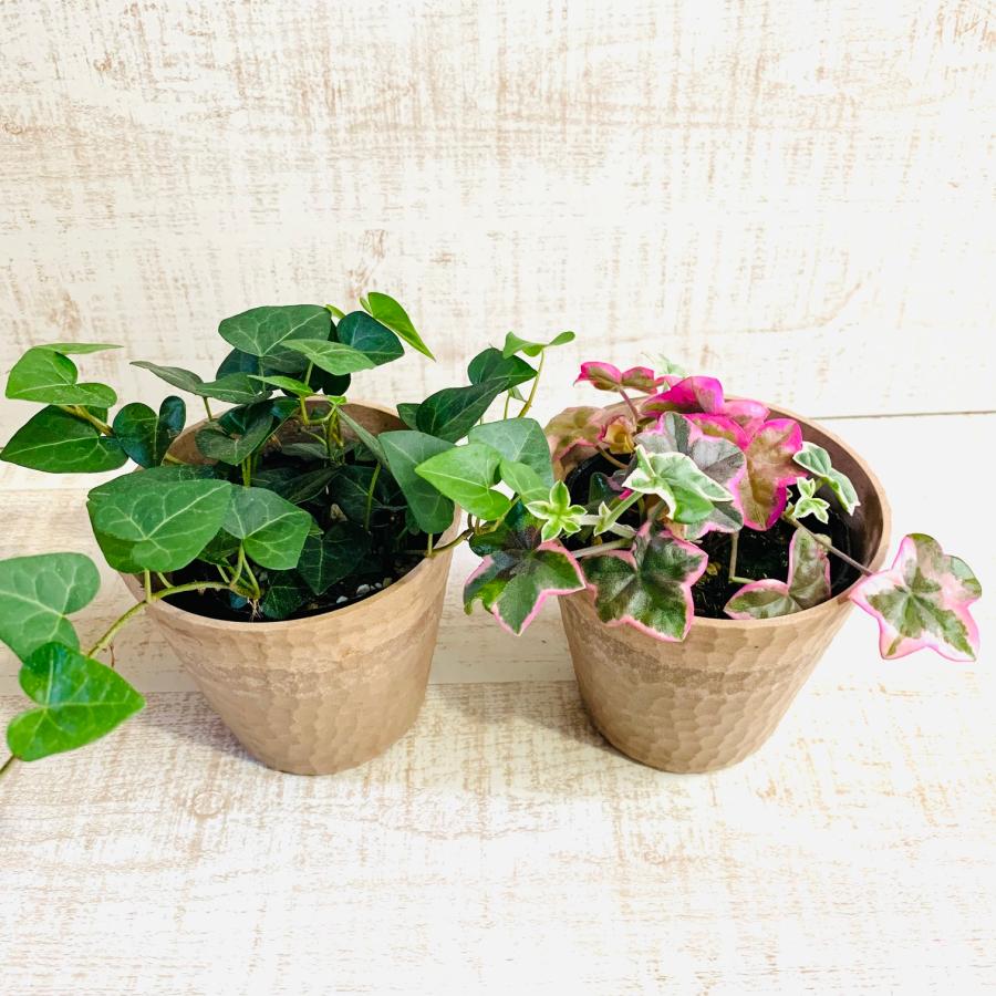 観葉植物　おしゃれ  アイビー・ゼラニュームエレガンス 　ハートアイビー　木の香りがする鉢　4号　引っ越し　インテリア　幸運 |  | 01